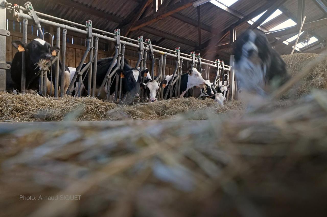 Bed and Breakfast Ferme St Martin Manhay Zewnętrze zdjęcie